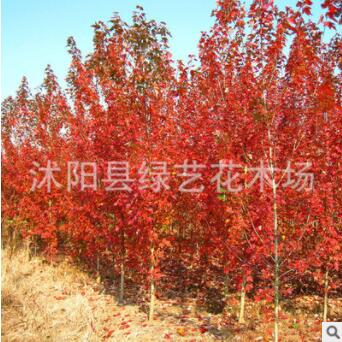 批發北美楓香樹苗庭院觀賞色塊綠化苗木楓香小苗規格全