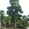 湖南苗圃基地造型羅漢松胸徑8-25cm 庭院綠化風景樹造型羅漢松