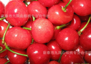 供應紅妃櫻桃樹苗,大果短柄櫻桃苗，南早櫻桃樹苗，紅櫻櫻桃苗木