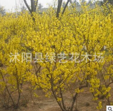 批發迎春花苗園林工程綠化苗木垂吊灌木迎春小苗圍墻種植庭院花卉