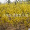 批發迎春花苗園林工程綠化苗木垂吊灌木迎春小苗圍墻種植庭院花卉