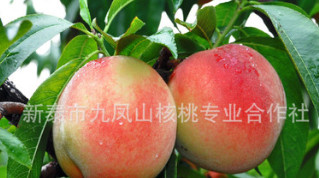 供應永蓮蜜桃樹苗，沂蒙霜紅桃樹苗，中桃5號桃樹苗木