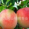 供應永蓮蜜桃樹苗，沂蒙霜紅桃樹苗，中桃5號桃樹苗木