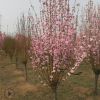 【基地直銷(xiāo)】紅葉碧桃樹(shù)苗批發(fā)園林景觀綠化樹(shù)紅葉碧桃價(jià)格合理