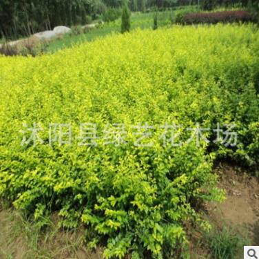 基地直銷金葉女貞小苗綠化苗木大苗小苗金葉女貞苗規格全量大從優