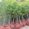 【基地直銷(xiāo)】榆樹(shù)樹(shù)苗工程綠化苗 榆樹(shù)規(guī)格齊全 行道樹(shù)常青落葉