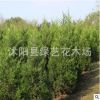 基地蜀檜柏樹松柏樹直供 大量現貨工程綠化樹側柏塔柏樹供應
