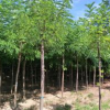 平頭刺槐-出售刺槐-刺槐樹多少錢
