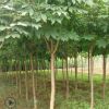 【基地直銷(xiāo)】風(fēng)景工程苗七葉樹(shù)苗批發(fā) 苗木直桿7葉樹(shù) 園林綠化