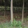 【基地直銷】紅櫸樹 紅櫸 規格齊全 耐寒耐旱櫸樹 綠化櫸樹批發