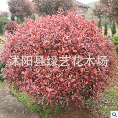直銷紅葉石楠小樹 工程綠化風景樹石楠彩色籬笆色塊高桿石楠供應