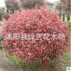 直銷紅葉石楠小樹 工程綠化風景樹石楠彩色籬笆色塊高桿石楠供應