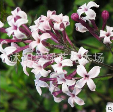 基地直銷丁香花樹苗植物花卉庭院四季綠植室內觀花紫丁香花