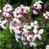 基地直銷丁香花樹苗植物花卉庭院四季綠植室內觀花紫丁香花
