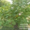 批發木芙蓉 冠幅150 基地直銷 量大 庭院別墅綠化 叢生木芙蓉