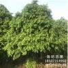 基地直銷批發 山茶花球 大紅重瓣 七星茶花球 山茶花 茶梅球
