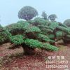 直銷造型欏木石楠樁景 物優價廉 精品樹形 別墅庭院綠化