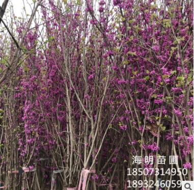 基地直銷 紅花紫荊 叢生紫荊 花灌木 價廉物優