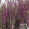 基地直銷 紅花紫荊 叢生紫荊 花灌木 價廉物優