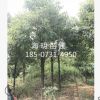 苗木基地直銷 10-12公分移栽香樟 常綠喬木香樟 自產自銷規格齊全