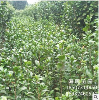 基地直銷 茶花小灌木 茶花小樹 大紅重瓣茶花 七星茶花 花大量多