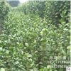基地直銷 茶花小灌木 茶花小樹 大紅重瓣茶花 七星茶花 花大量多