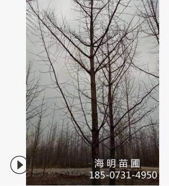 基地直銷 銀杏樹 銀杏 白果樹 行道樹 直生銀杏 樹形舒展 桿徑直