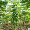 木瓜苗木瓜樹苗南北方種植盆栽果樹苗皺皮天香木瓜當年結(jié)果價格優(yōu)