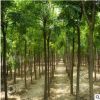基地批發(fā)苗木 國槐樹 國槐樹苗 工程綠化苗木 規(guī)格齊全量大優(yōu)惠