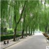 基地批發(fā) 黃金柳園林苗木 金絲垂柳常綠喬木 垂柳小樹 柳樹枝條