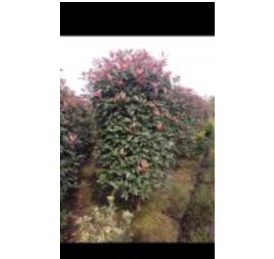 紅葉石楠柱子圖片\紅葉石楠柱子報(bào)價(jià)