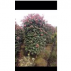 紅葉石楠柱子圖片\紅葉石楠柱子報(bào)價(jià)