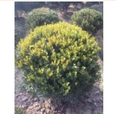 瓜子黃楊球報(bào)價(jià)/浙江瓜子黃楊球報(bào)價(jià)