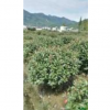 浙江紅葉石楠*新報價/紅葉石楠圖片
