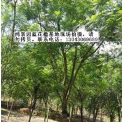 福建藍花楹