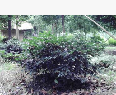綠化灌木茶梅籠子 成品 仔苗 一年生扦插小苗