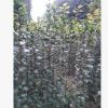 苗木 紅露珍 茶花條子 高度1m-----1.8m 常年批發