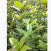 成都苗木批發 狀元紅朱砂桂小苗 朱砂桂條子