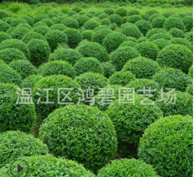 基地提供 綠化小葉女貞球 小葉女貞樹苗