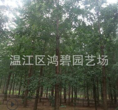 銀杏樹 基地 銀杏苗 銀杏小苗 銀杏批發(fā) 可做庭院布置