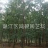 銀杏樹 基地 銀杏苗 銀杏小苗 銀杏批發(fā) 可做庭院布置