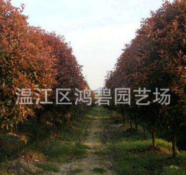 苗圃直銷 紅葉石楠 紅葉石楠球 紅葉石楠批發(fā)