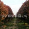 苗圃直銷 紅葉石楠 紅葉石楠球 紅葉石楠批發(fā)