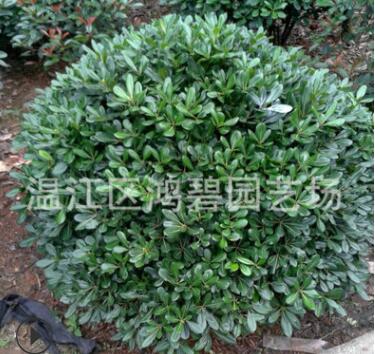 供應(yīng)海桐球 苗木海桐球 海桐球價格 根系發(fā)達(dá)