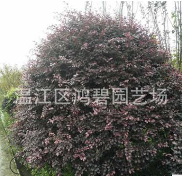 農(nóng)家提供 綠化苗木紅繼木 紅繼木批發(fā) 成活率高