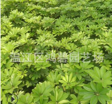 農(nóng)家提供 鴨腳木苗木 植物鴨腳木 生長快適應(yīng)范圍廣