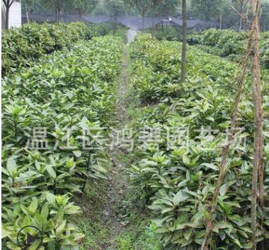 農(nóng)家直銷 灌木灑金珊瑚 灑金珊瑚價格