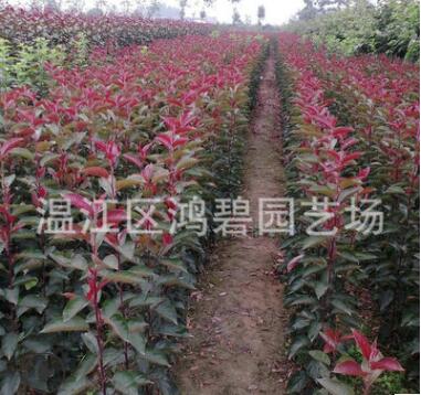行道樹櫻花苗 櫻花小苗 規(guī)格齊全成苗基地批發(fā)