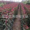 行道樹櫻花苗 櫻花小苗 規(guī)格齊全成苗基地批發(fā)