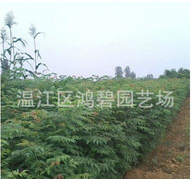 苗圃提供 供應(yīng)欒樹 風(fēng)景樹欒樹 欒樹苗